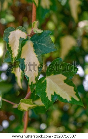Hedera helix 'Goldheart' (Oro di Bogliasco) is an ivy with variegated leaves Royalty-Free Stock Photo #2320716307