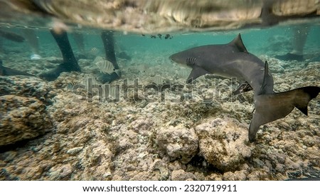 Shark Bay, Sal Island, Cape Verde - underwater photo of a baby lime shark swimming in shallow waters, shark watching experience Royalty-Free Stock Photo #2320719911