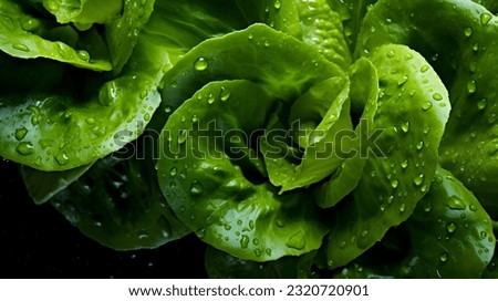 Overhead Shot of Lettuce with visible Water Drops. Close up.
 Royalty-Free Stock Photo #2320720901