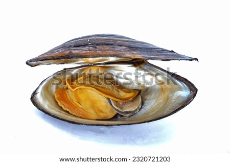 bivalve clam isolated on white background
