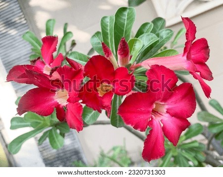 The beauty of red frangipani flowers blooming from the pot