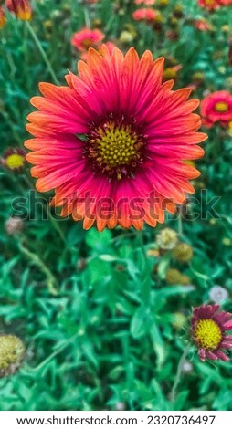 A close up of a pink and orange  flower