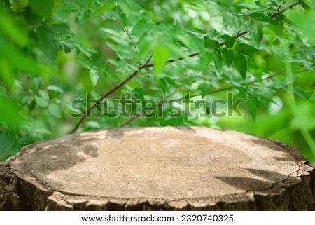 forest stump green bokeh background