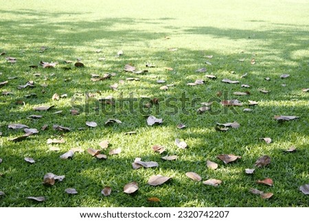 The peaceful green lawn with fallen leaves
