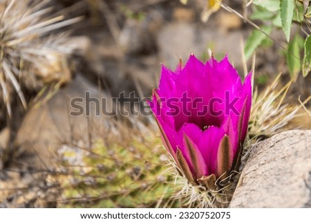 The purple blooms of the hedgehog cactus (Echinocereus triglochidiatus), or Claretcup cactus of Arizona in full sunlight. Royalty-Free Stock Photo #2320752075