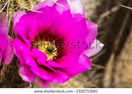 The purple blooms of the hedgehog cactus (Echinocereus triglochidiatus), or Claretcup cactus of Arizona in full sunlight. Royalty-Free Stock Photo #2320752081
