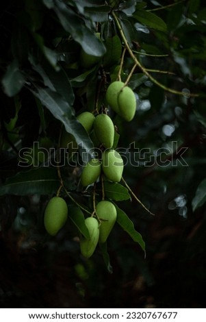 Fruits of mangifera indica, known as mango, growing on the tree branch in front of green leaves and dark background.