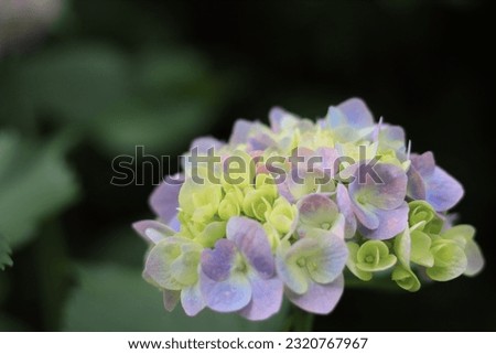 Pictures of beautiful colorful hydrangeas