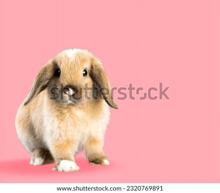 Baby cute rabbit sitting on color background.