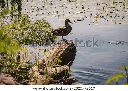 Ducks on the embankment in Denpr, near the river