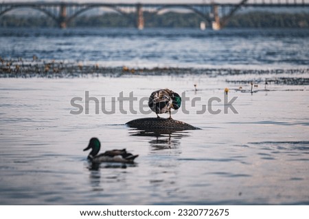 Ducks on the embankment in Denpr, near the river