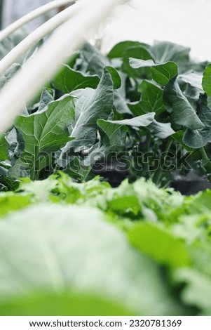 Abstract view of organic broccoli plants growing in a raised bed hoop tunnel with other veggies. Selective focus with blurred foreground. 