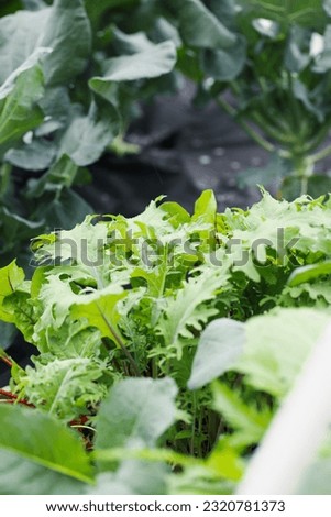 Abstract view of organic Russian Red Kale and broccoli plants growing in a raised bed hoop tunnel with other veggies. Selective focus with blurred foreground. 