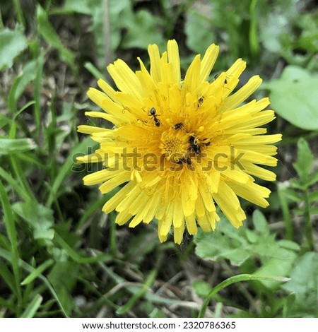 Macro photo yellow dandelion flower. Stock photo nature plant blooming yellow dandelion with ants