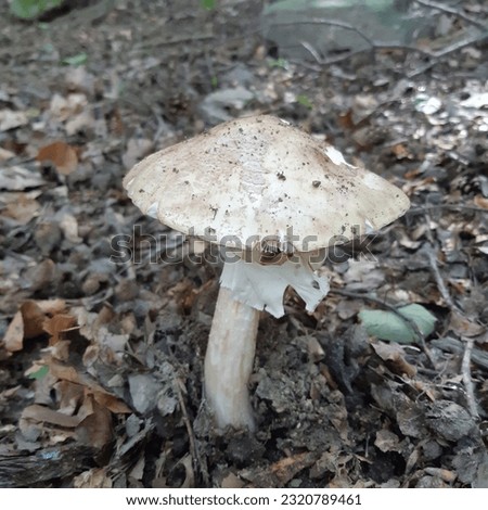 The blusher mushroom is the common name for several closely related species of the genus Amanita. Amanita rubescens or the blushing amanita is found in Europe and eastern North America.