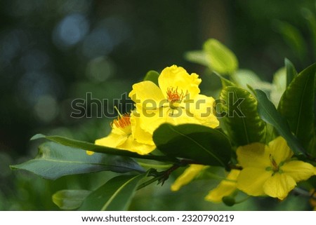 In Vietnam, the variety of O. integerrima whose flowers have five petals is called mai vàng (yellow mai), whereas mai núi (mountain mai) flowers have between five and nine petals. Royalty-Free Stock Photo #2320790219