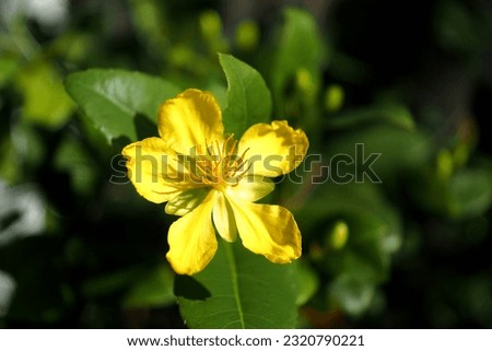 In Vietnam, the variety of O. integerrima whose flowers have five petals is called mai vàng (yellow mai), whereas mai núi (mountain mai) flowers have between five and nine petals. Royalty-Free Stock Photo #2320790221