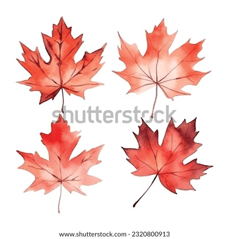 Beautiful watercolor red maple leaf Canada day white background.