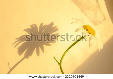 The shadow of one daisy falls on a white wall. Chamomile shade. Reflection of chamomile on the wall.