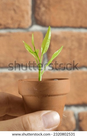 Earthenware pot with small tree plant held by a man's hand