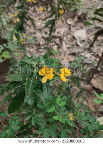 Flower hedgehog ( Barleria prionitis ) or called anikukuh in Papua is a shrub belonging to the Acanthaceae family . This plant has large golden yellow flowers that cluster in the upper leaf axils.