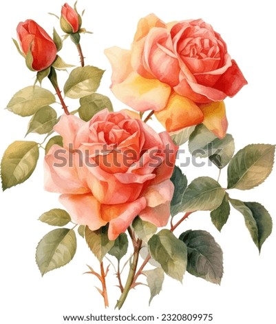 Antique Roses Watercolor illustration. Hand drawn underwater element design. Artistic vector marine design element. Illustration for greeting cards, printing and other design projects.