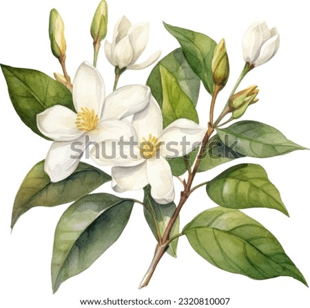 Asiatic Jasmine Watercolor illustration. Hand drawn underwater element design. Artistic vector marine design element. Illustration for greeting cards, printing and other design projects. Royalty-Free Stock Photo #2320810007