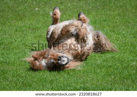 Shetland Pony Rolling on Grass