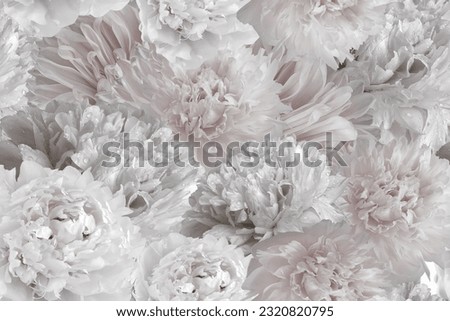 Seamless floral  background. Flowers peonies and petals peonies. Close up.  