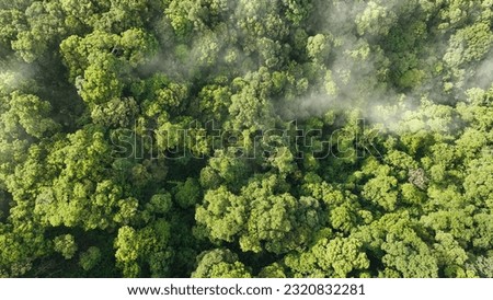 Tropical forests can absorb large amounts of carbon dioxide from the atmosphere. Royalty-Free Stock Photo #2320832281