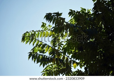 Nature pictures,This is a beautiful view under the tree,with light green eyes shining.form down to the top with green leave,Nature Background,beautiful view of nature leaf.Natural abstract background.