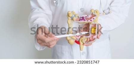 Doctor holding human Colon anatomy model. Colonic disease, Large Intestine, Colorectal cancer, Ulcerative colitis, Diverticulitis, Irritable bowel syndrome, Digestive system and Health concept Royalty-Free Stock Photo #2320851747