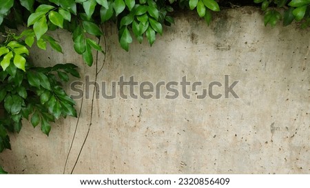 Nature background Space for text with green leaf frame on white wall