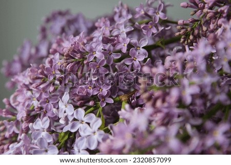 Blurry floral background.A branch of blossoming lilac (syringa) flowers. Lilac background. Lilac closeup.