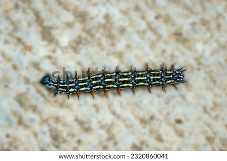 caterpillar worm black and white striped Walking on stone (Eupterote testacea, Hairy caterpillar) select focus