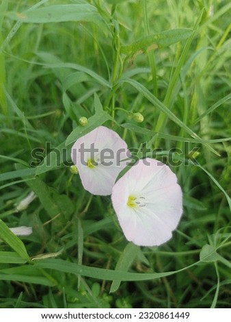 close up of a capture Convolvulus arvensis.Close up of bindweed flower pollinationBindweed flower with blurred background Convolvulus scammonia bindweed. Morning glory flower. False bindweed