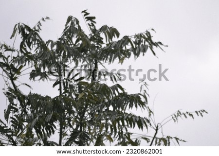 silhouette photo of leaves and tree branches for background or other
