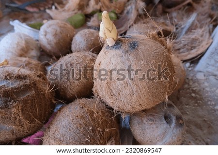 The photography of macro of dried coconut.