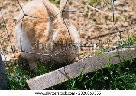 a fluffy red rabbit in a pen on a village farm. The pen is covered with a net of chain links and covered with straw.