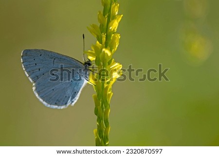 Close-up on a Holly blue butterfly (Celastrina argiolus) sitting with closed wings on yellow flower in the garden against blurred green background. Macro wildlife photography Royalty-Free Stock Photo #2320870597