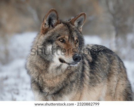portrait of a gray wolf on a blurred background