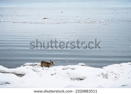 White-tailed Deer standing at the edge of the water along the St. Lawrence River in winter in a national Park. Royalty-Free Stock Photo #2320883511