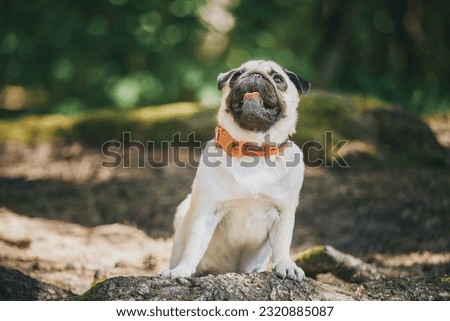 Pug dog stands leaning on a tree trunk. Pug walking in the forest Royalty-Free Stock Photo #2320885087