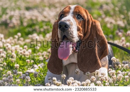Basset hound on the grass with flowers. Breed of hounds, bred in England. Royalty-Free Stock Photo #2320885533