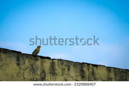 A cute small bird on the roof, sparrow in the rooftop of a city, city view of blue sky with a sparrow bird, old vintage wall and a bird on it, loneliness of birds, single bird