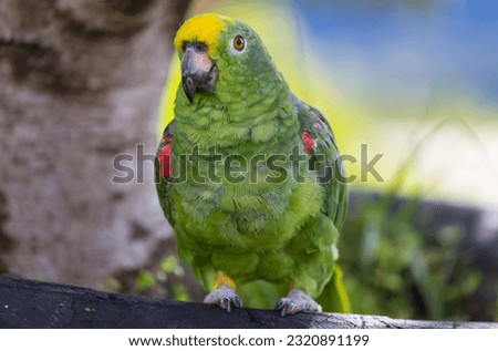 The yellow-crowned amazon or yellow-crowned parrot is a species of parrot native to tropical South America. Royalty-Free Stock Photo #2320891199