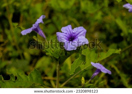 purple trumpet flowers bloom in the morning