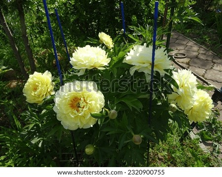 Close-up of the peony "Bartzella", a garden in the Moscow region, June 2023.