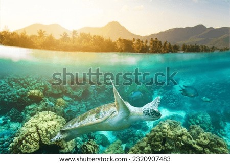 sea turtle and tropical beach above and below water with sunset
