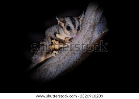 Squirrel Glider - Petaurus norfolcensis nocturnal gliding possum, wrist-winged gliders of the genus Petaurus, cute hairy animal pet in the night, sitting on the tree in Australia.
